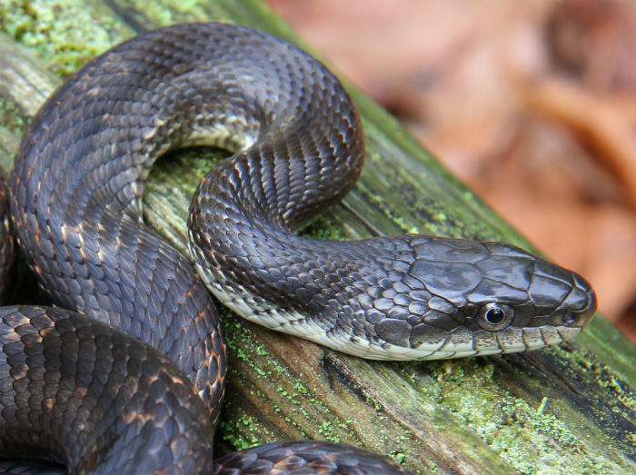 Rat Snake